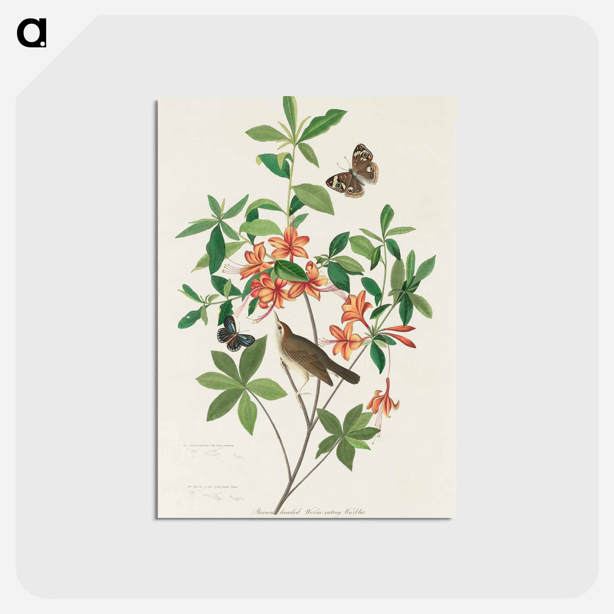 アートポストカード-Brown-headed Worm Eating Warbler
- ジョン ジェームス オーデュボン Postcard.