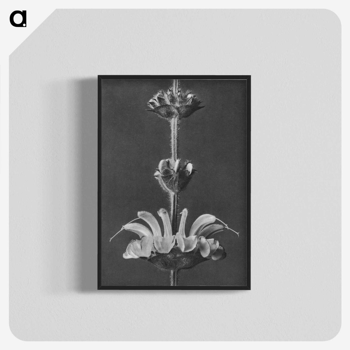 2-13_Karl-Blossfeldt_blk-crop