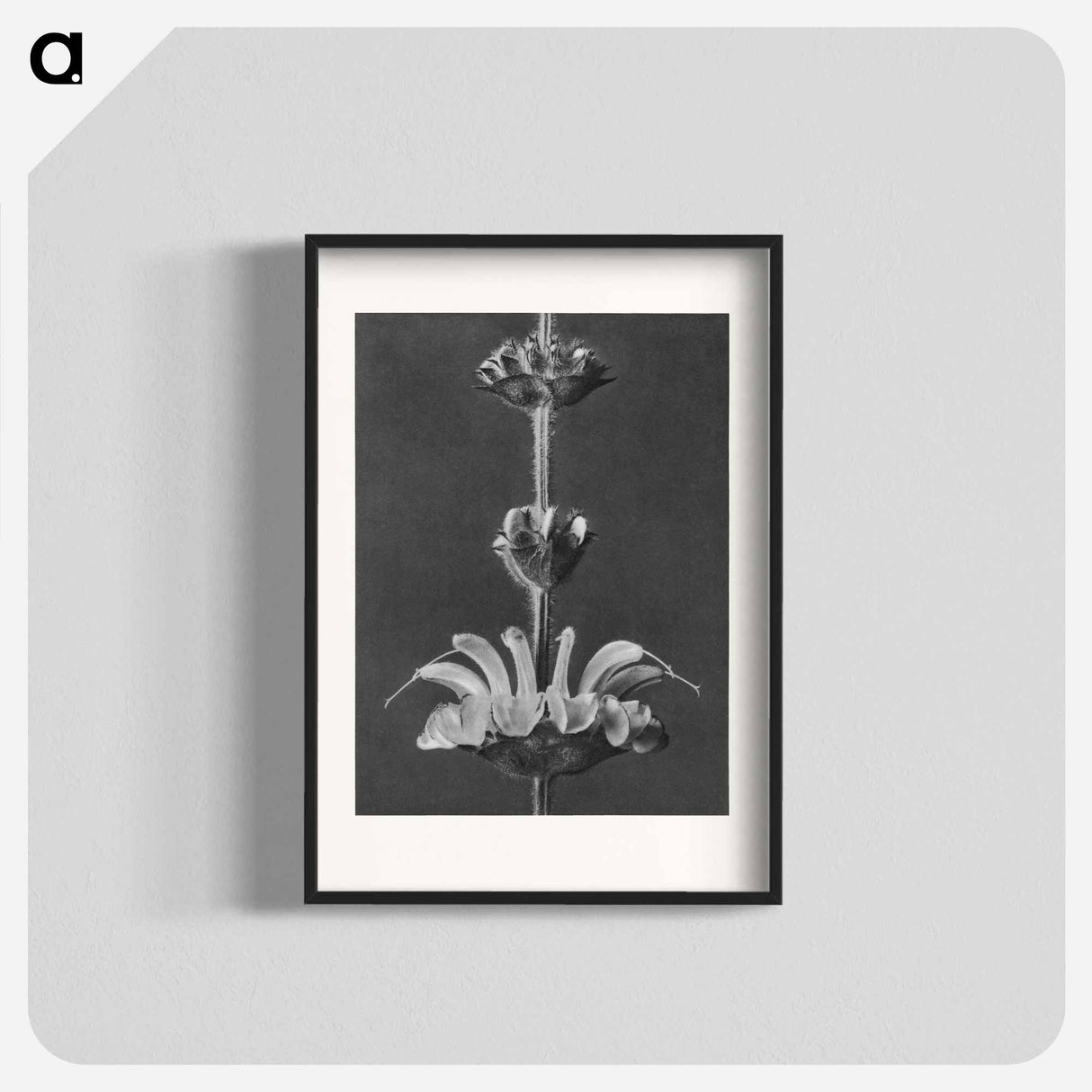 Salvia argentea - カール ブロスフェルト Poster.