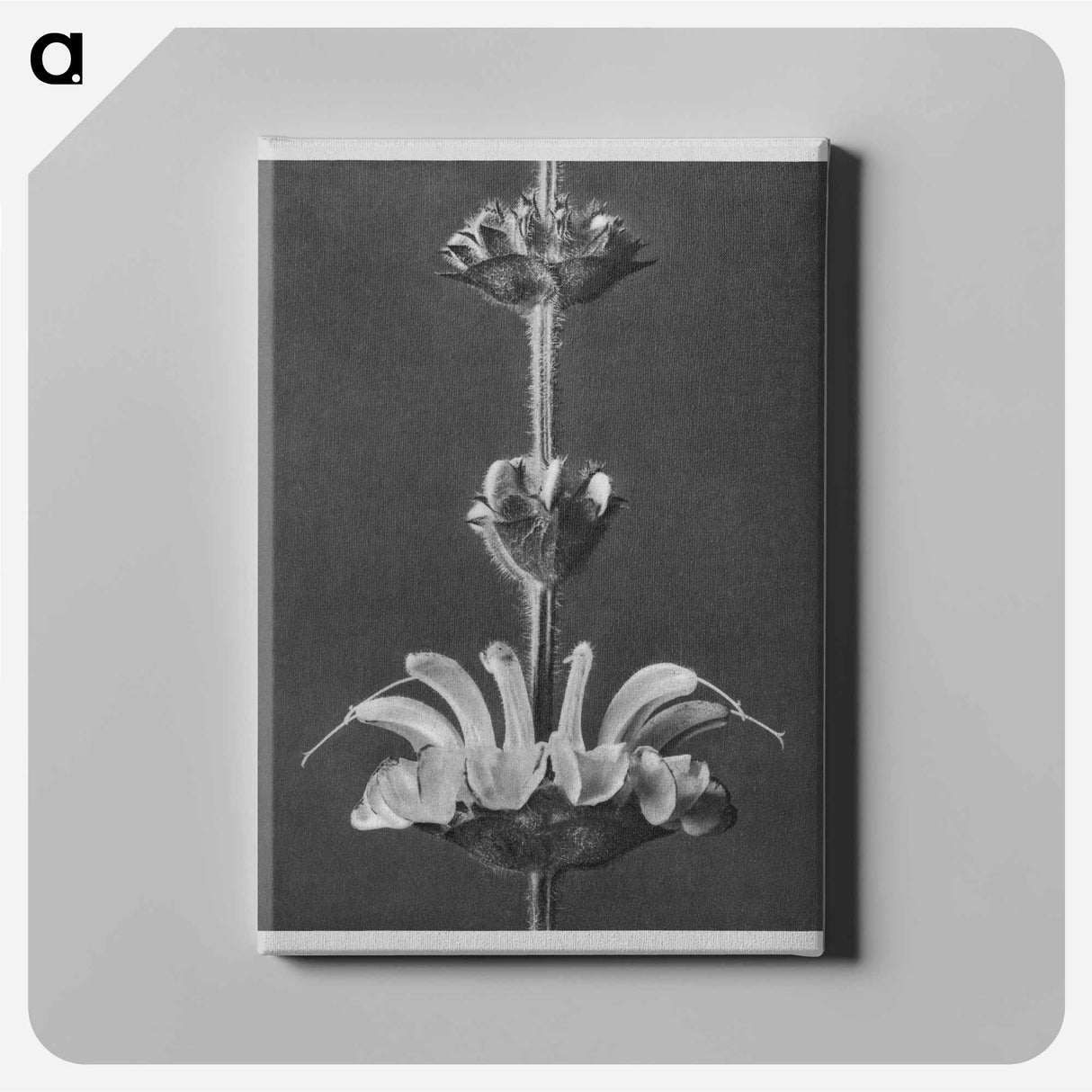 Salvia argentea - Karl Blossfeldt Canvas.
