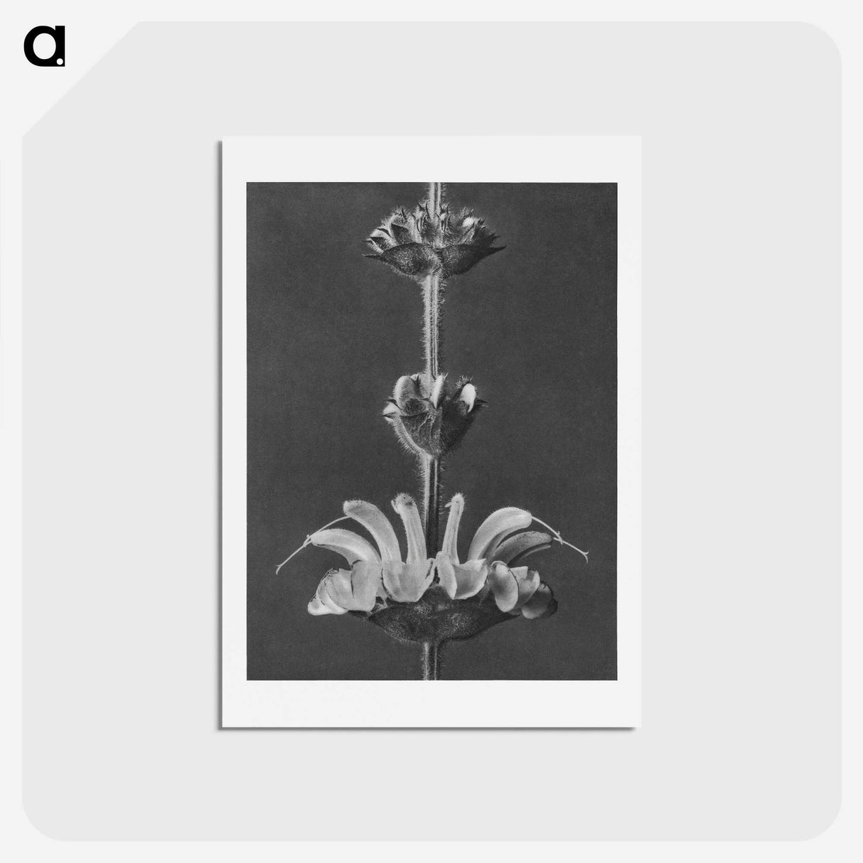 2-13_Karl-Blossfeldt_hagaki
