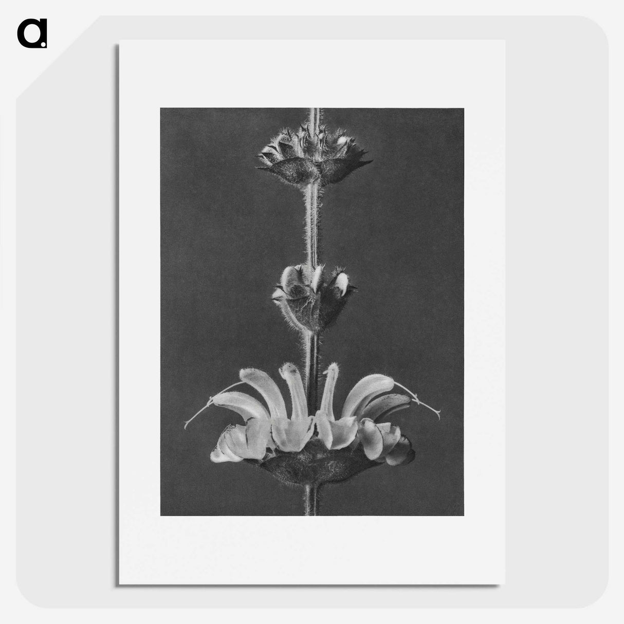 2-13_Karl-Blossfeldt_picture