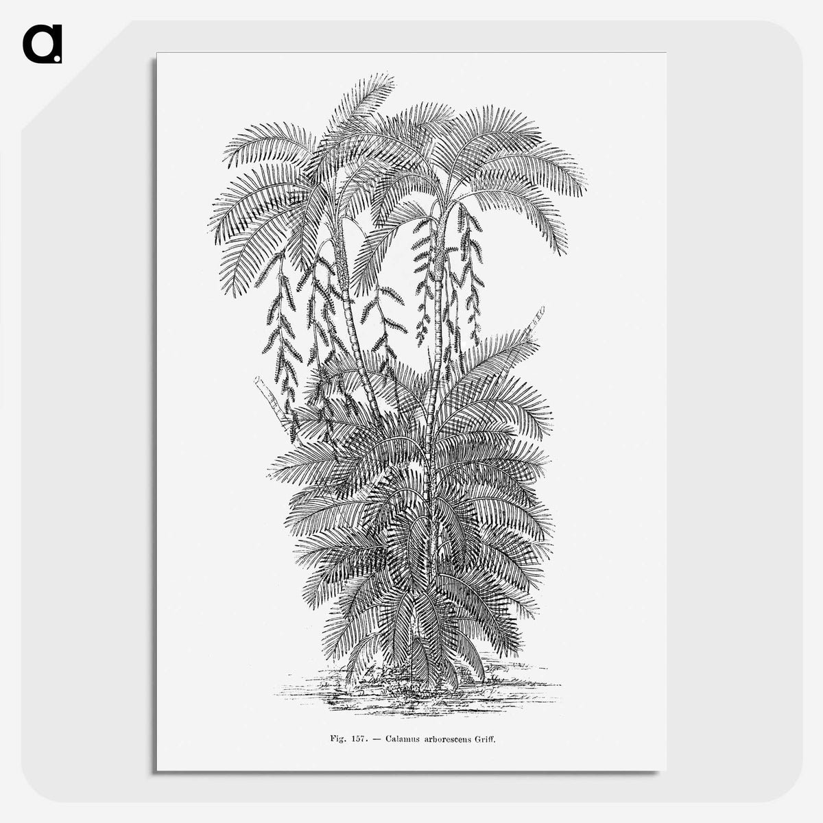 2-13_Les-Palmiers-Histoire-Iconographique_picture-crop
