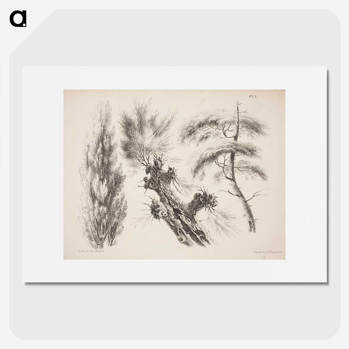 2-13_Magnus-von-Wright_picture