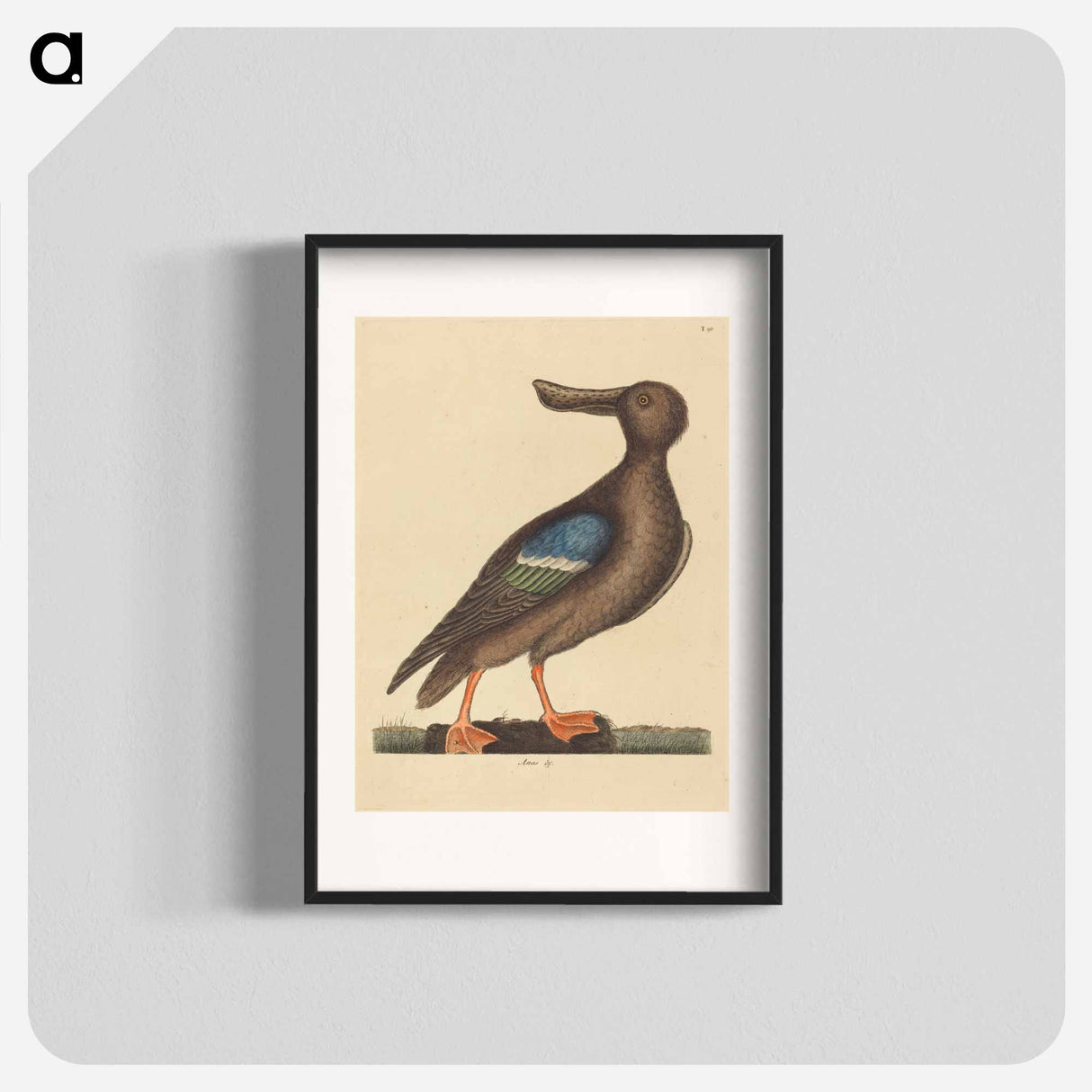 アートポスター-Blue Winged Shoveler
- マーク ケイツビー Poster.