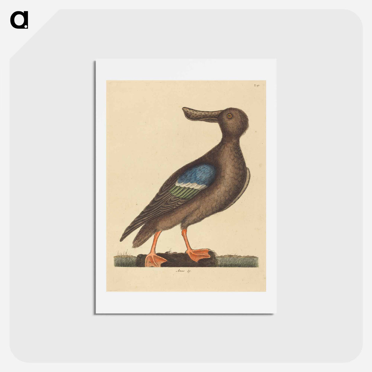 アートポストカード-Blue Winged Shoveler
- マーク ケイツビー Postcard.