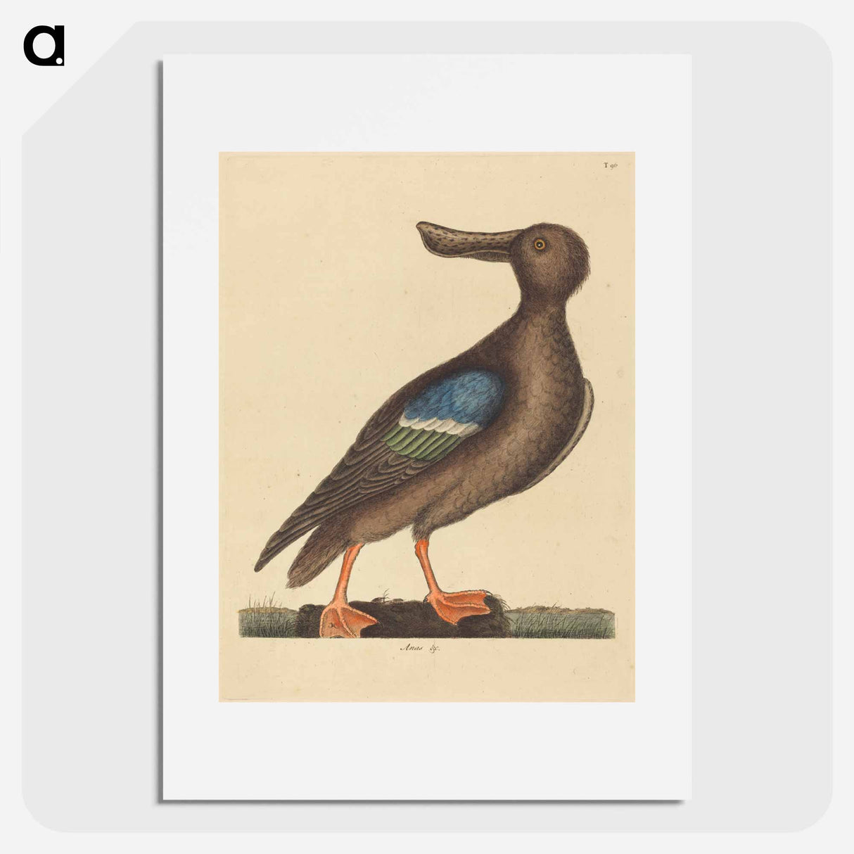 アートポスター-Blue Winged Shoveler
- マーク ケイツビー Poster.