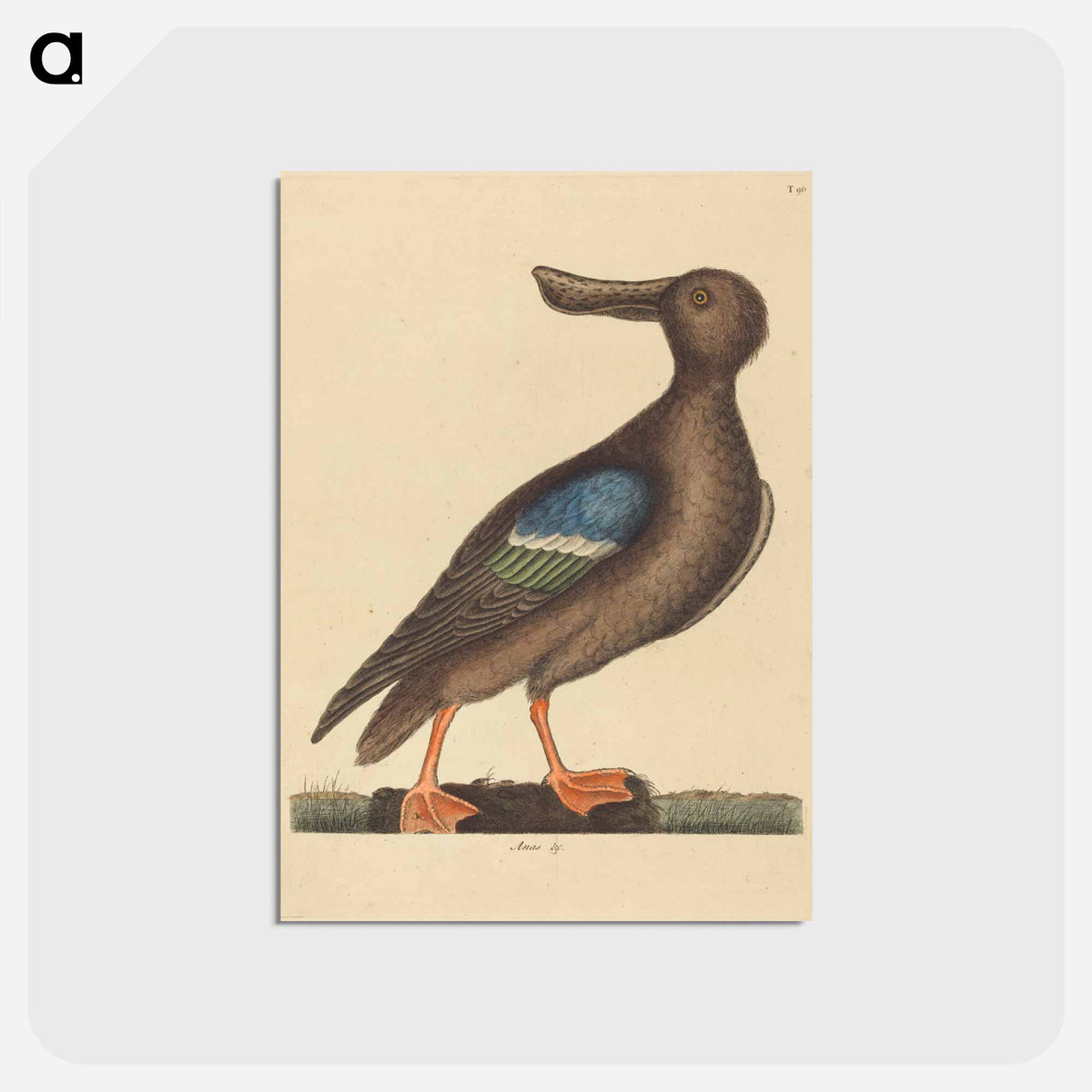 アートポストカード-Blue Winged Shoveler
- マーク ケイツビー Postcard.