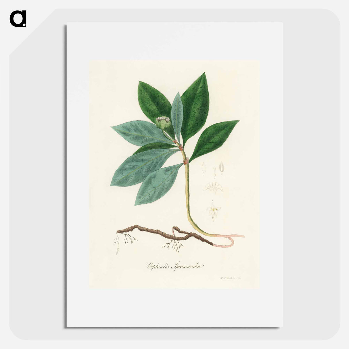 アートポスター-Cephaelis lpecacuanha Illustration
- 薬用植物学 Poster.