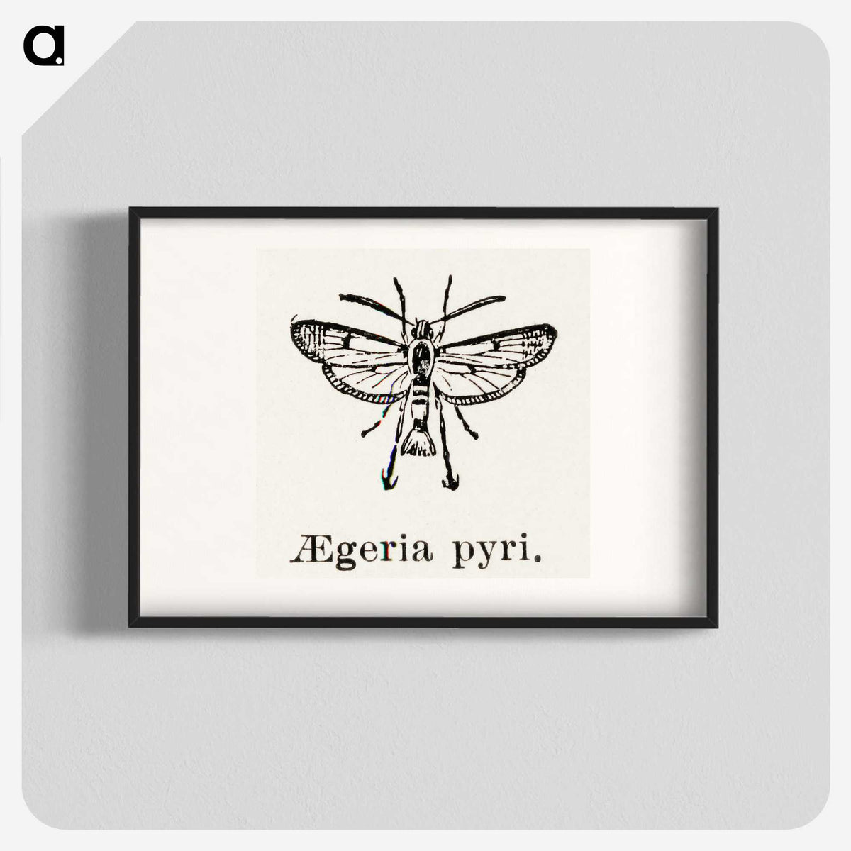 2-13_Moths-and-Butterflies-of-the-United-States_blk