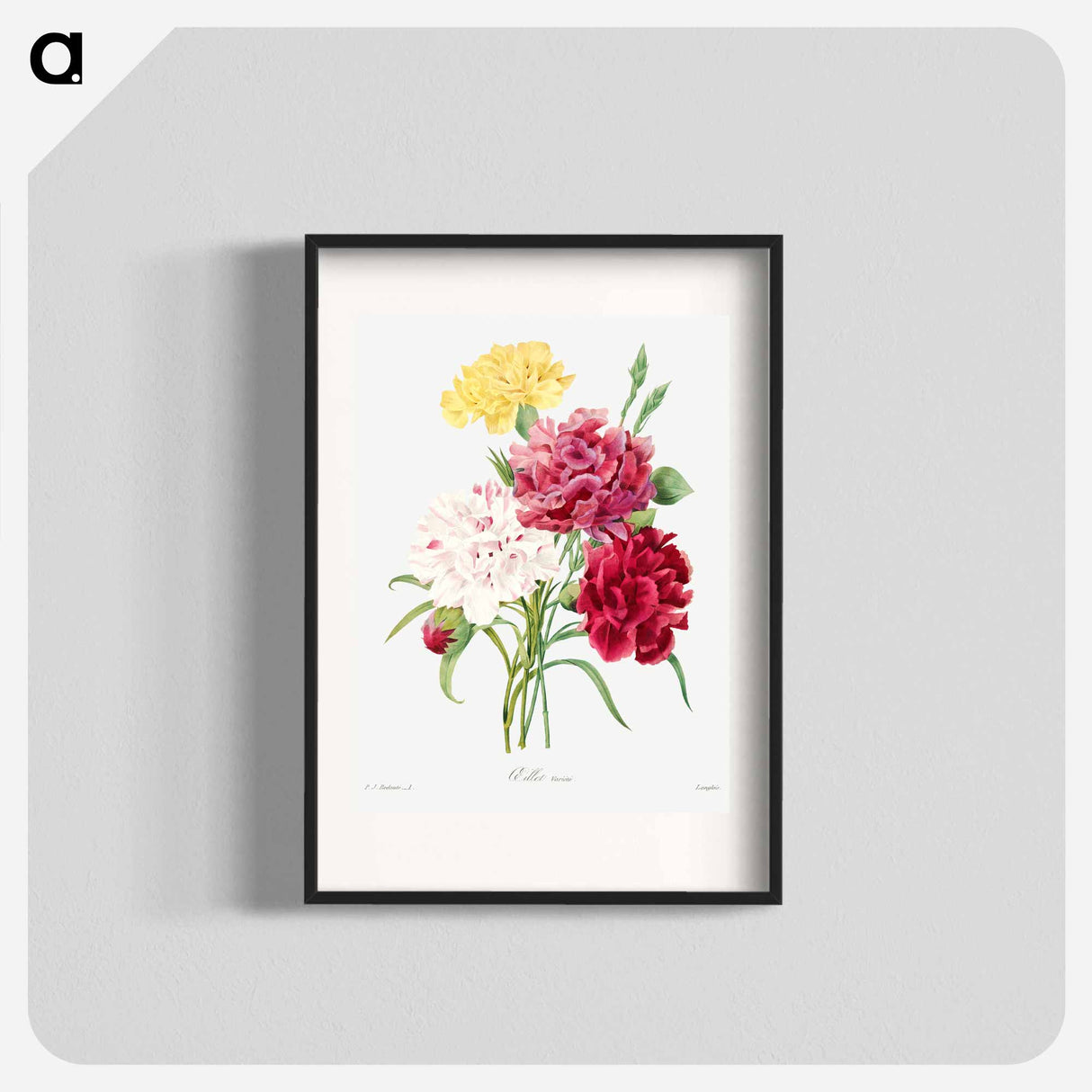 Carnation - Pierre Joseph Redouté Poster.