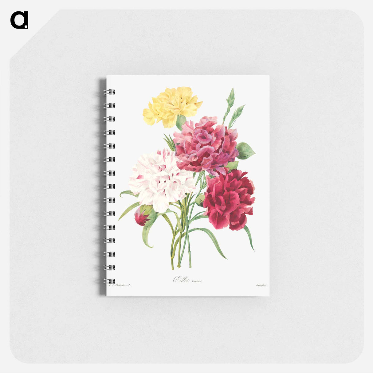 Carnation - ピエール ジョゼフ ルドゥーテ Memo.