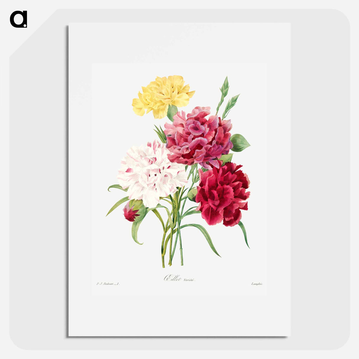 Carnation - Pierre Joseph Redouté Poster.