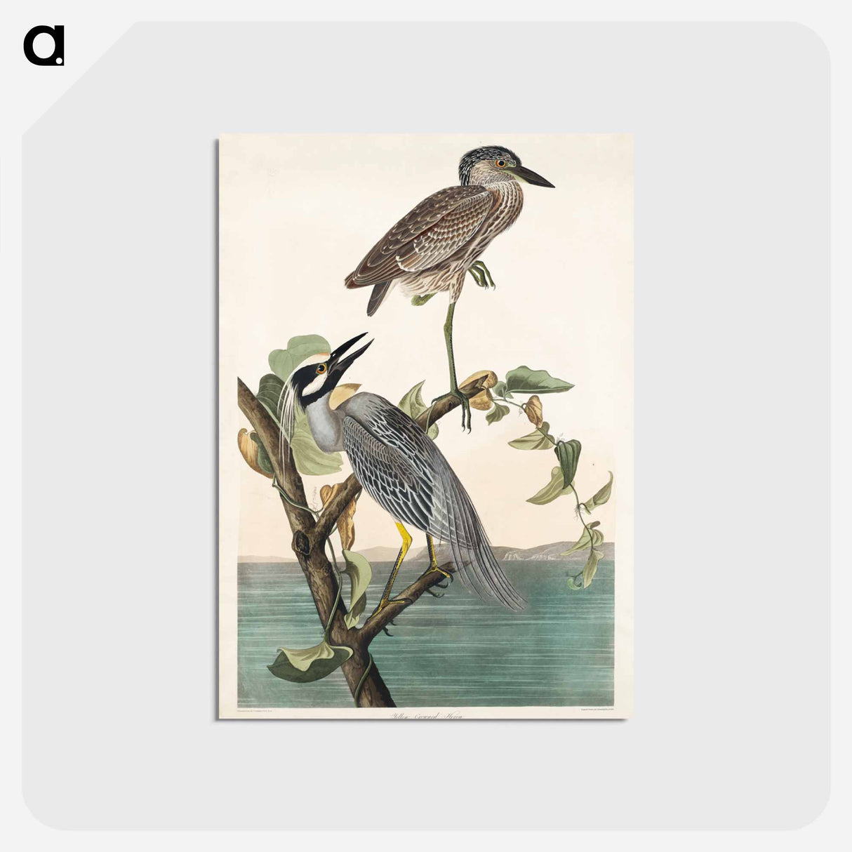 アートポストカード-Yellow-Crowned Heron from Birds of America
- アメリカの鳥たち Postcard.