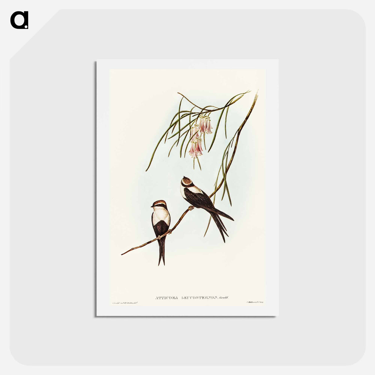 アートポストカード-White-breasted Swallow
- オーストラリアの鳥 Postcard.