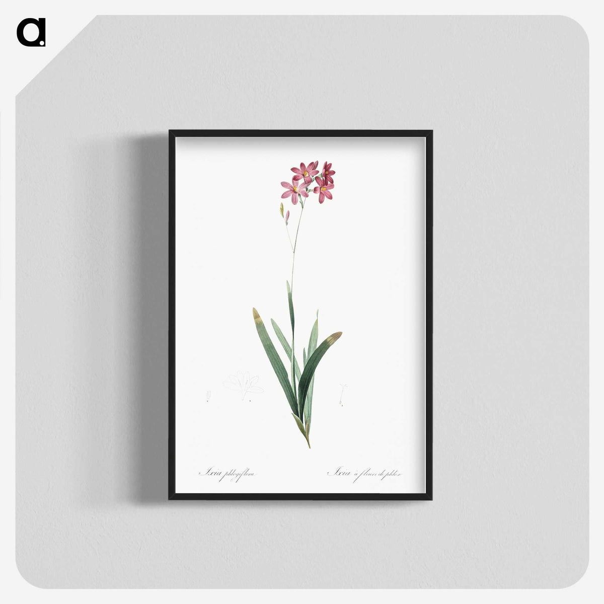 2-13_The-Lilies_blk-crop
