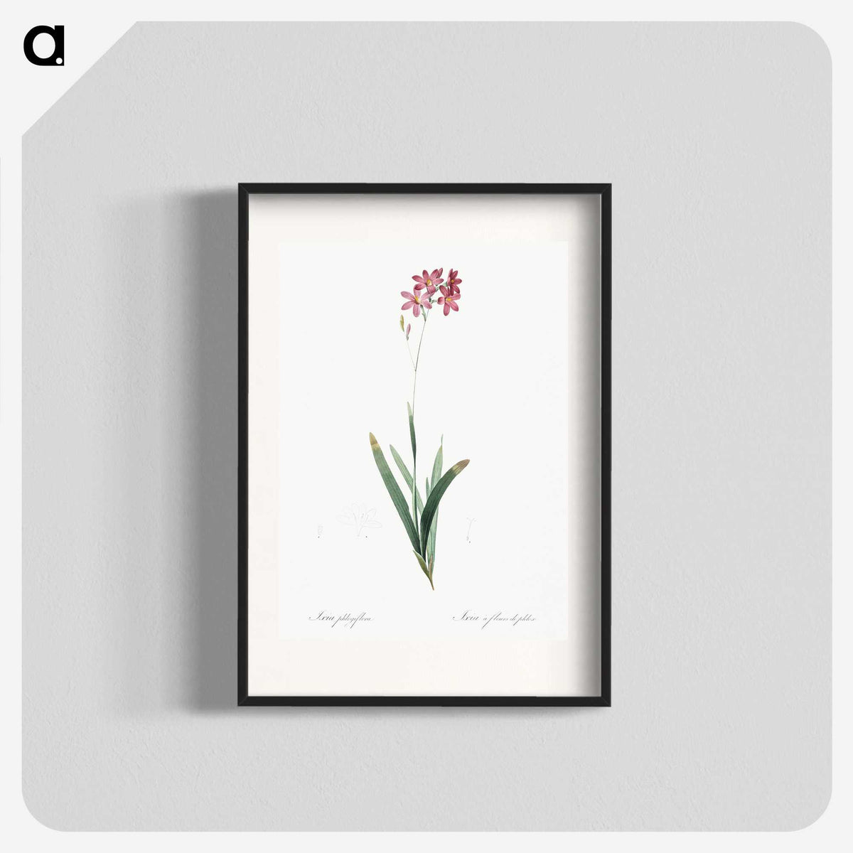 2-13_The-Lilies_blk