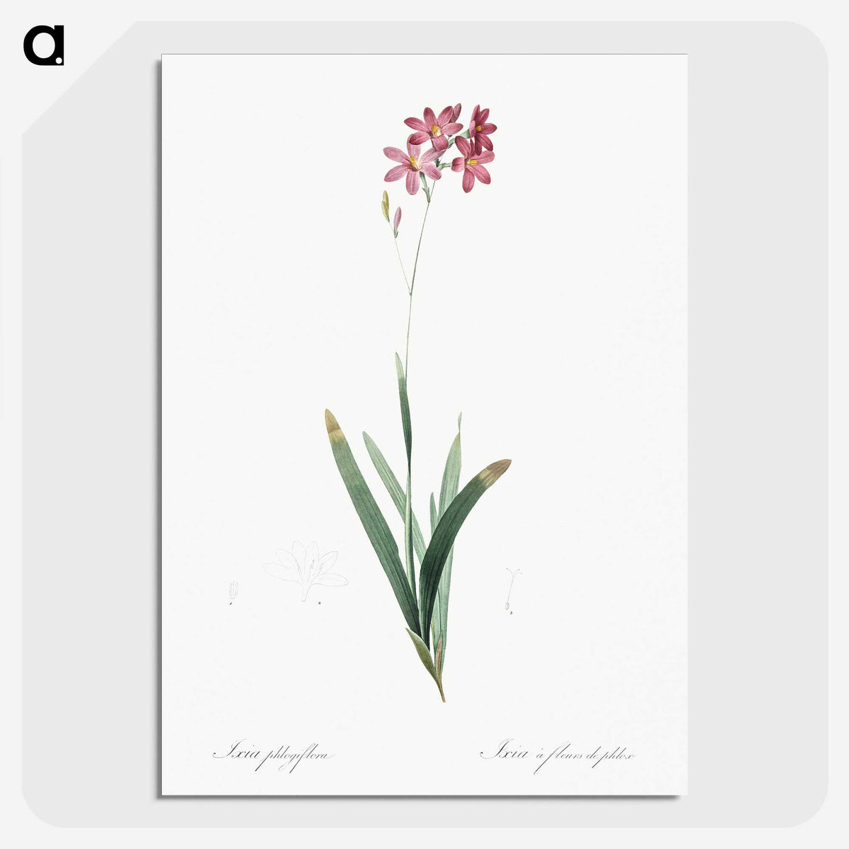 2-13_The-Lilies_picture-crop