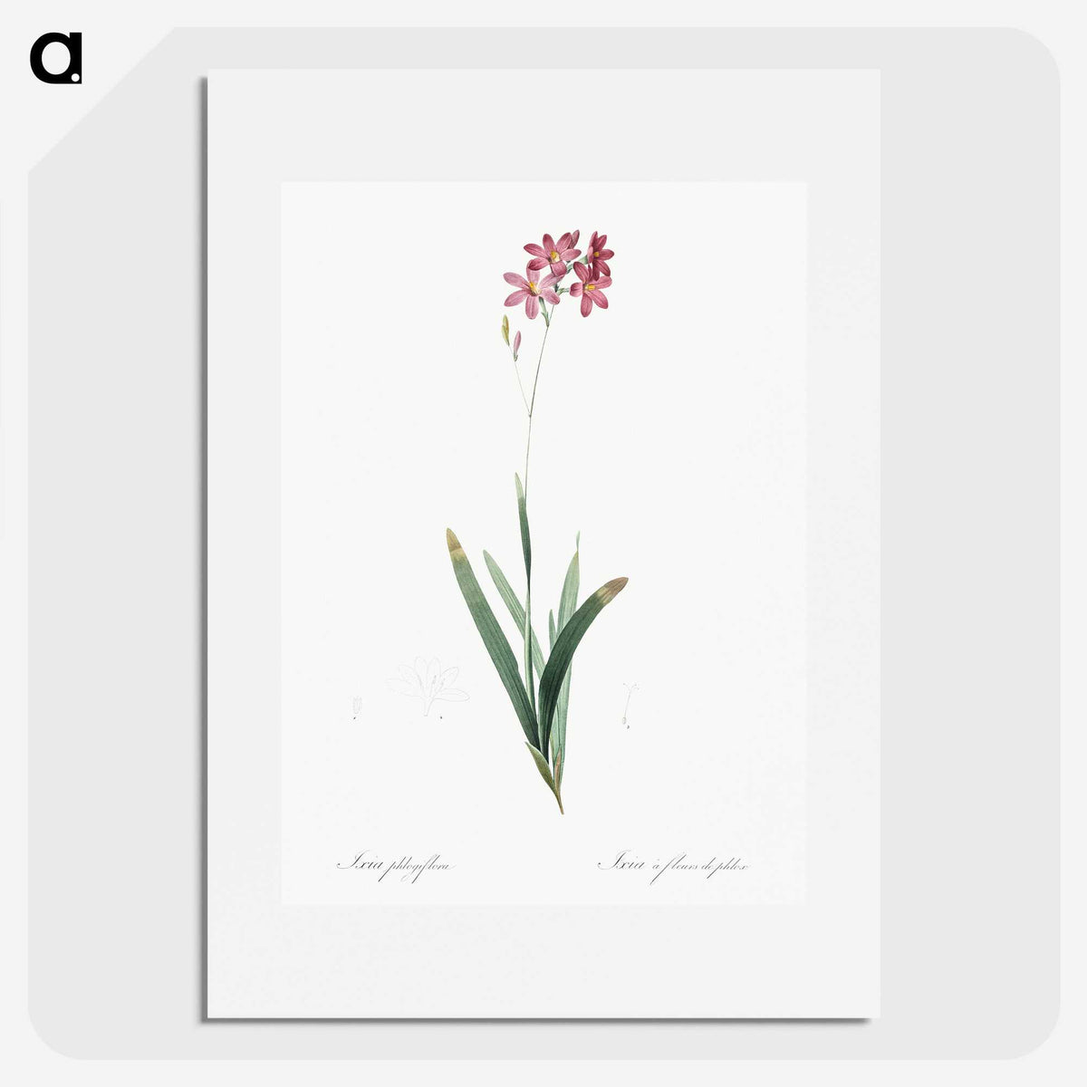 2-13_The-Lilies_picture