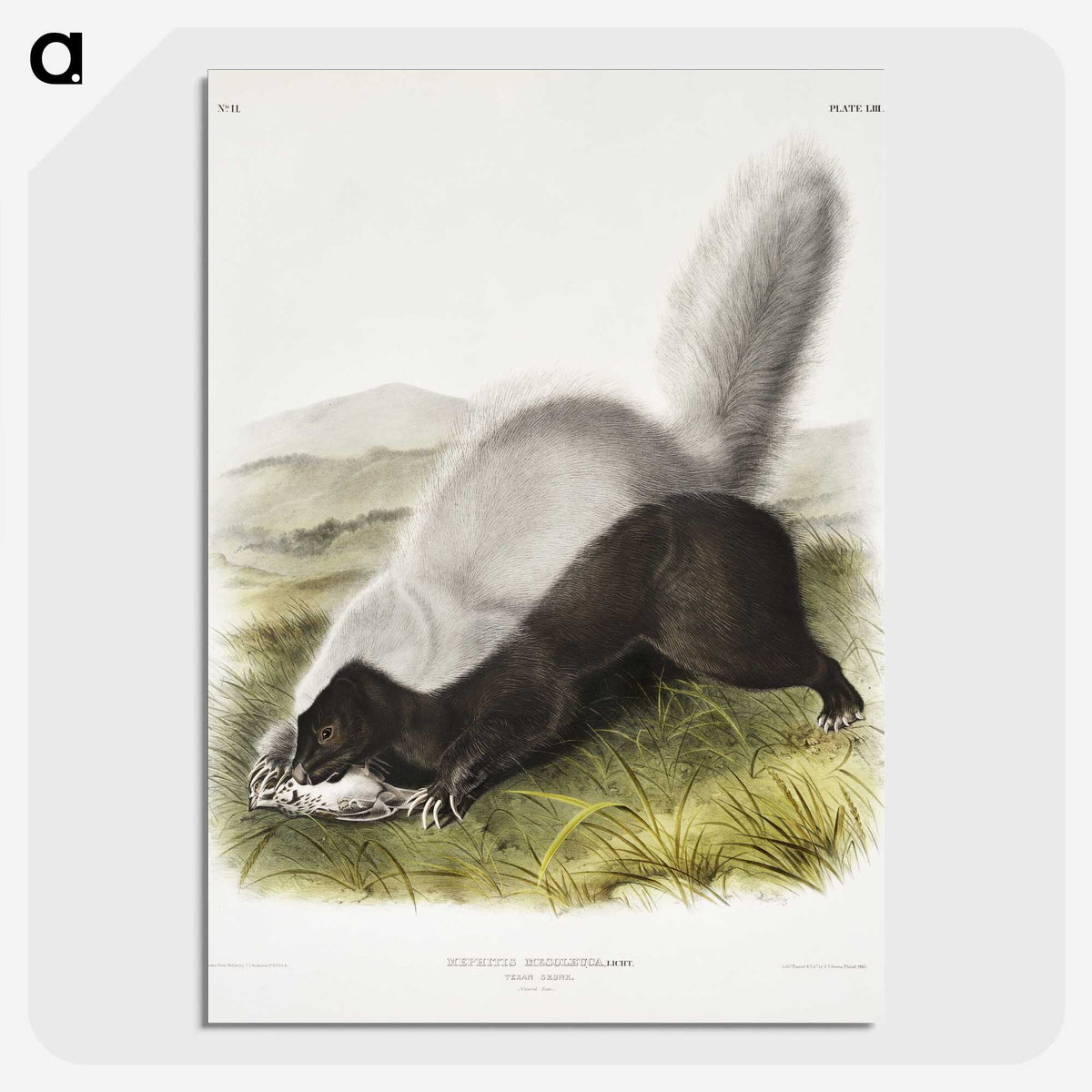 2-13_The-Viviparous-Quadrupeds_picture-crop