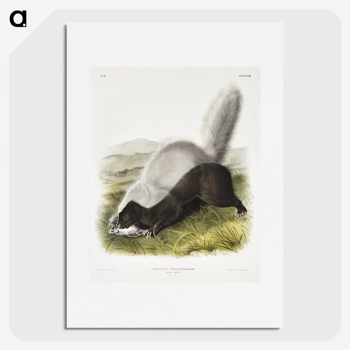 2-13_The-Viviparous-Quadrupeds_picture