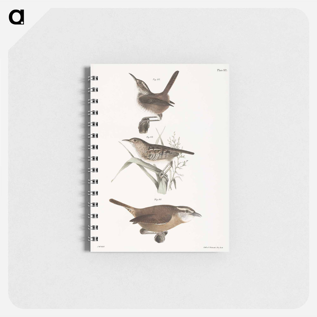 The Marsh Wren (Troglodytes palustris) 93. The Short-billed Wren (Troglodytes brevirostris) 94. The Mocking Wren (Troglodytes ludovicianus) illustration from Zoology of New York by . O - ニューヨークの動物学 Memo.