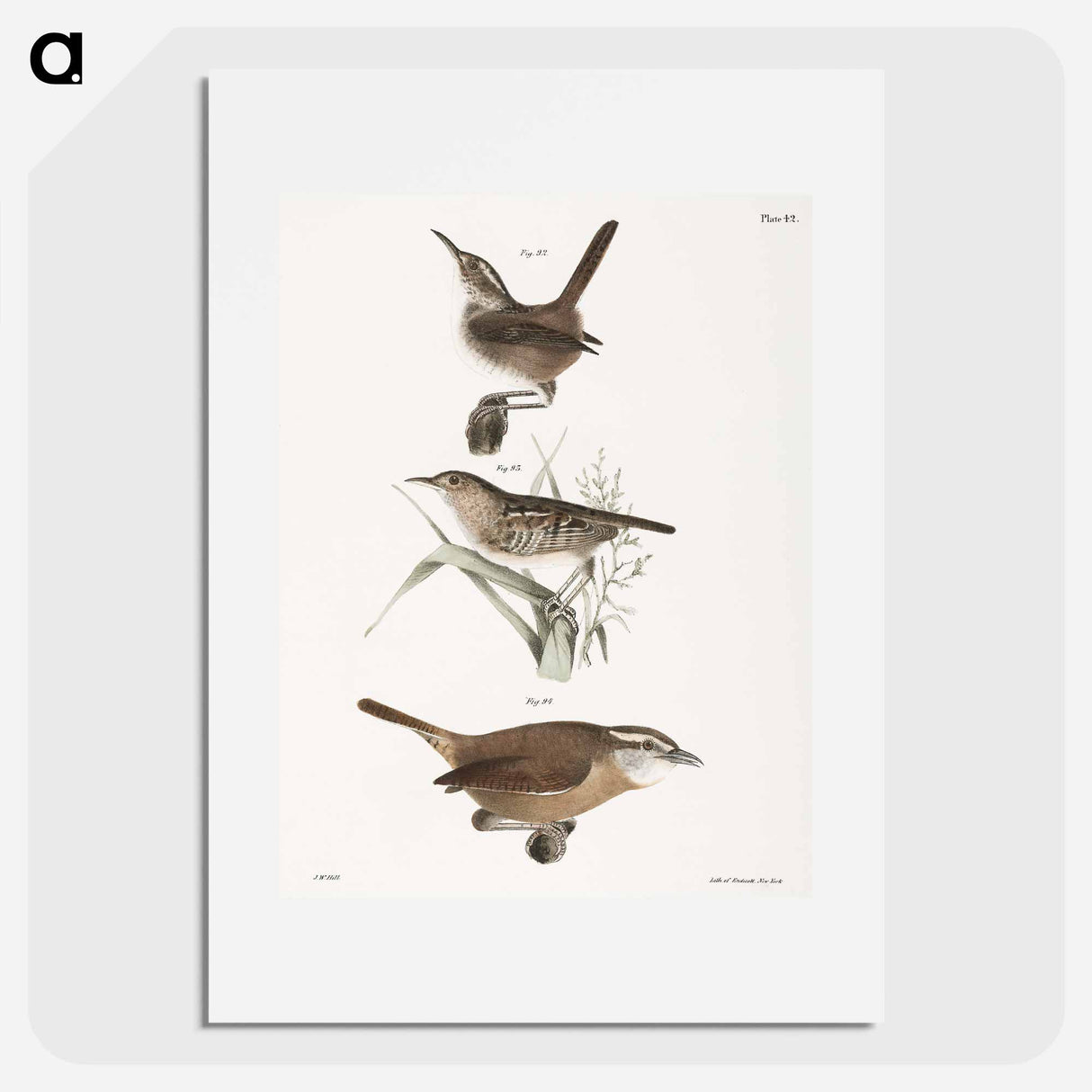 The Marsh Wren (Troglodytes palustris) 93. The Short-billed Wren (Troglodytes brevirostris) 94. The Mocking Wren (Troglodytes ludovicianus) illustration from Zoology of New York by . O - ニューヨークの動物学 Poster.