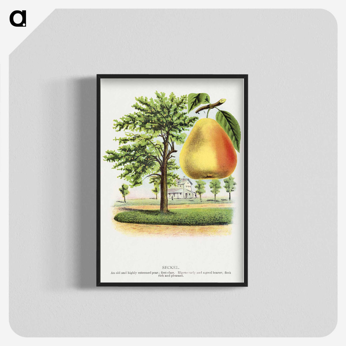 2-14_Botanical-Specimen-Plates_blk-crop