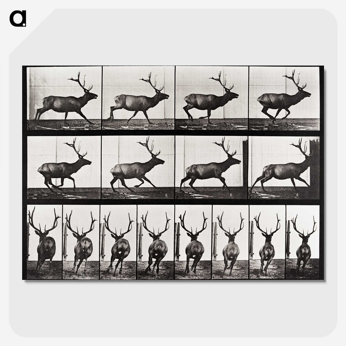 2-14_Eadweard-Muybridge_picture-crop