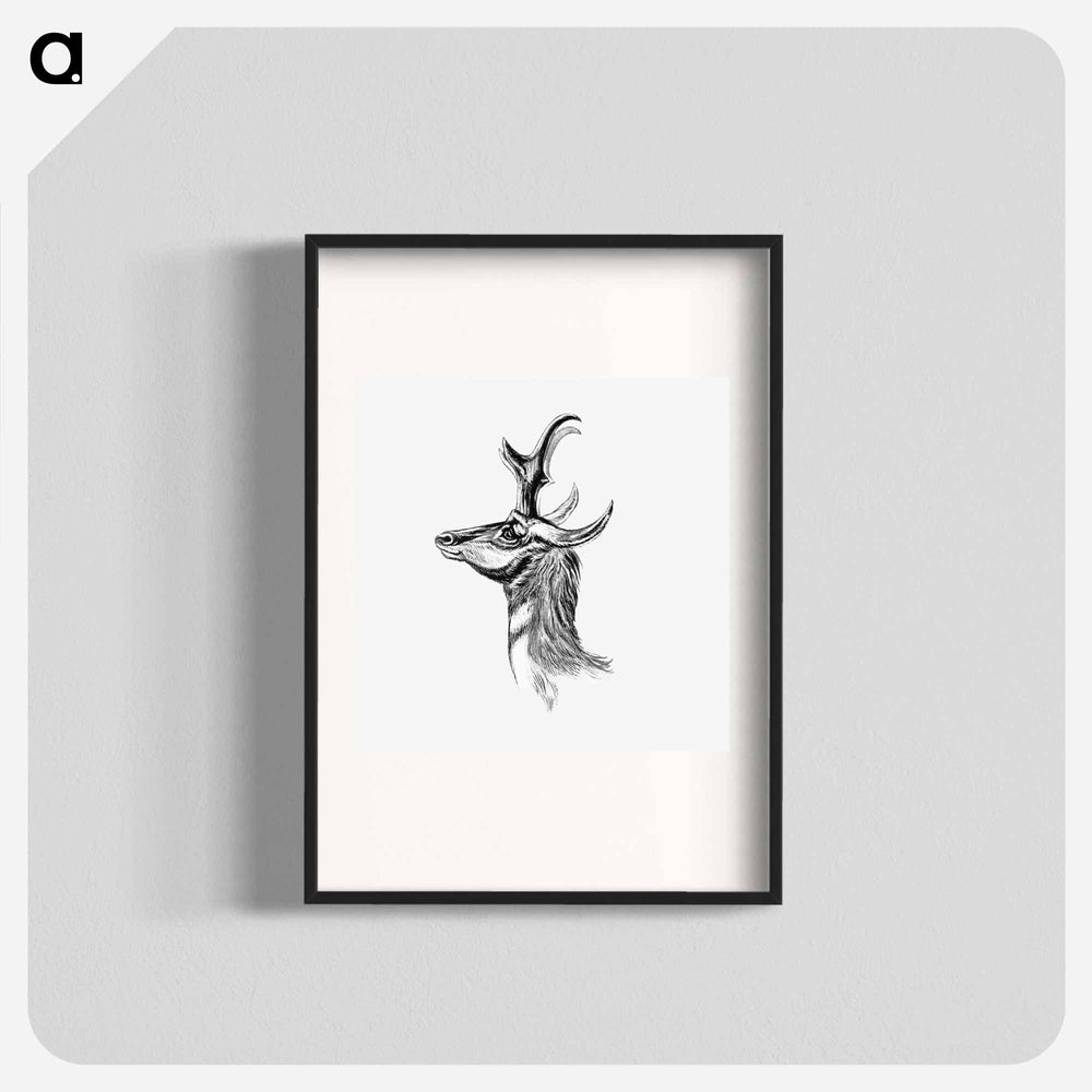 Vintage antelope wildlife illustration - エルンスト ヘッケル Poster.