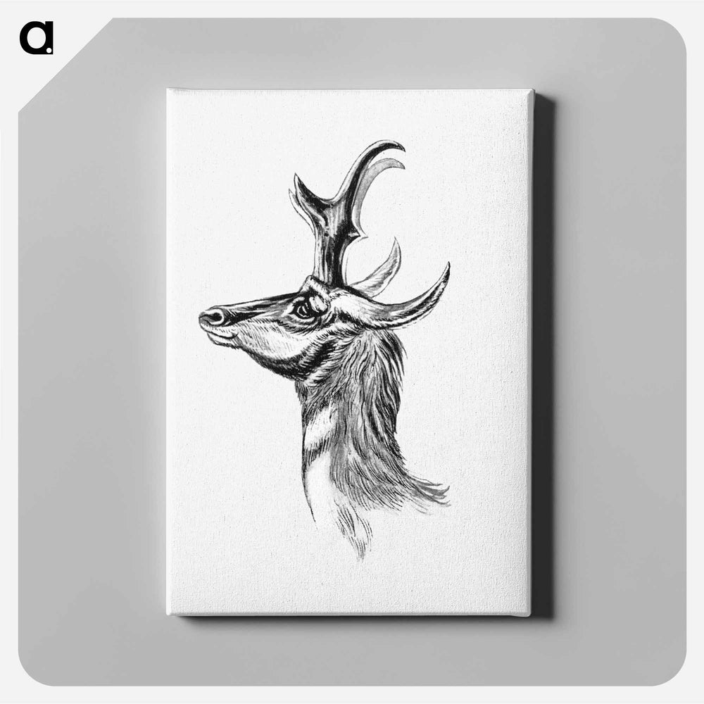 Vintage antelope wildlife illustration - エルンスト ヘッケル Canvas.