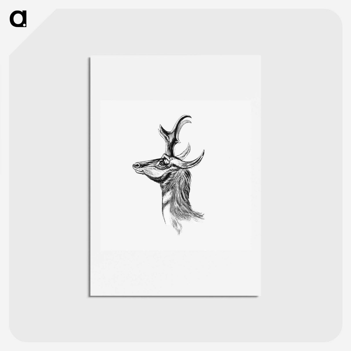 2-14_Ernst-Haeckel_hagaki