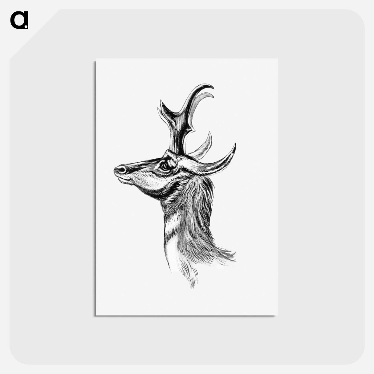 アートポストカード-Vintage antelope wildlife illustration - エルンスト ヘッケル Postcard.