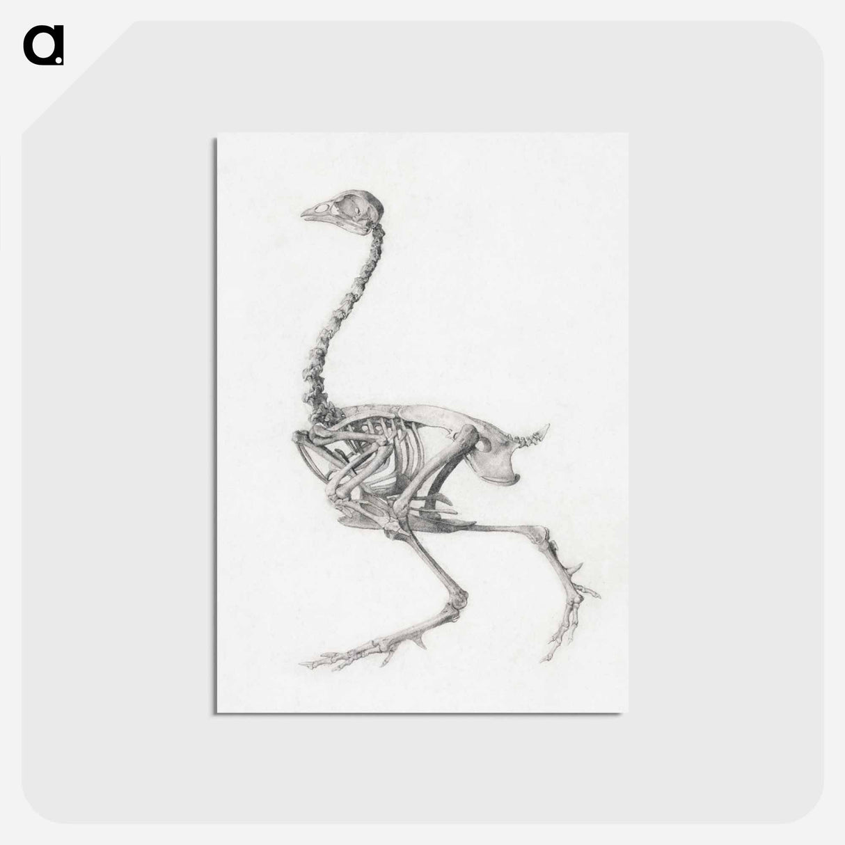 アートポストカード-Fowl Skeleton, Lateral View
- ジョージ スタッブス Postcard.