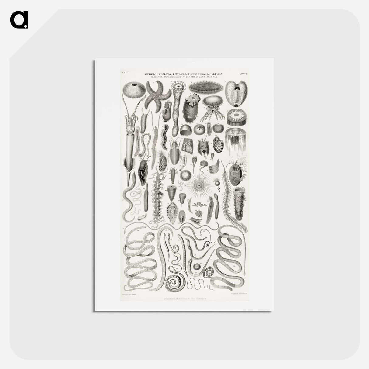 アートポストカード-Animated Nature: Creatures
- ゴールドスミスの生き生きとした自然 Postcard.