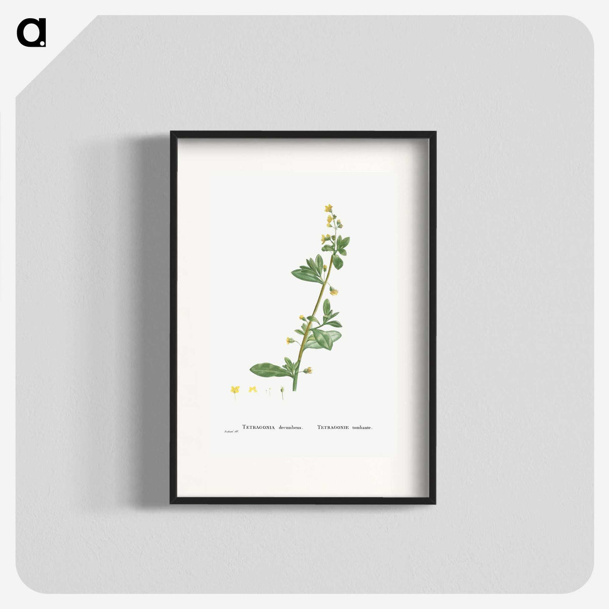 2-14_Histoire-des-Plantes-Grasses_blk