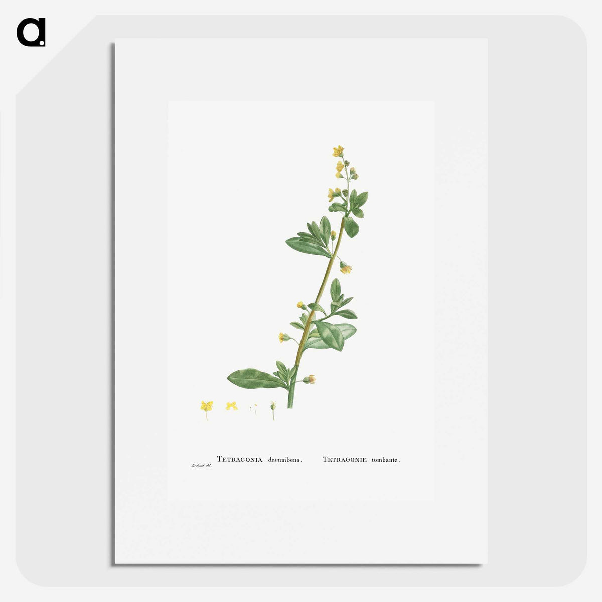 2-14_Histoire-des-Plantes-Grasses_picture