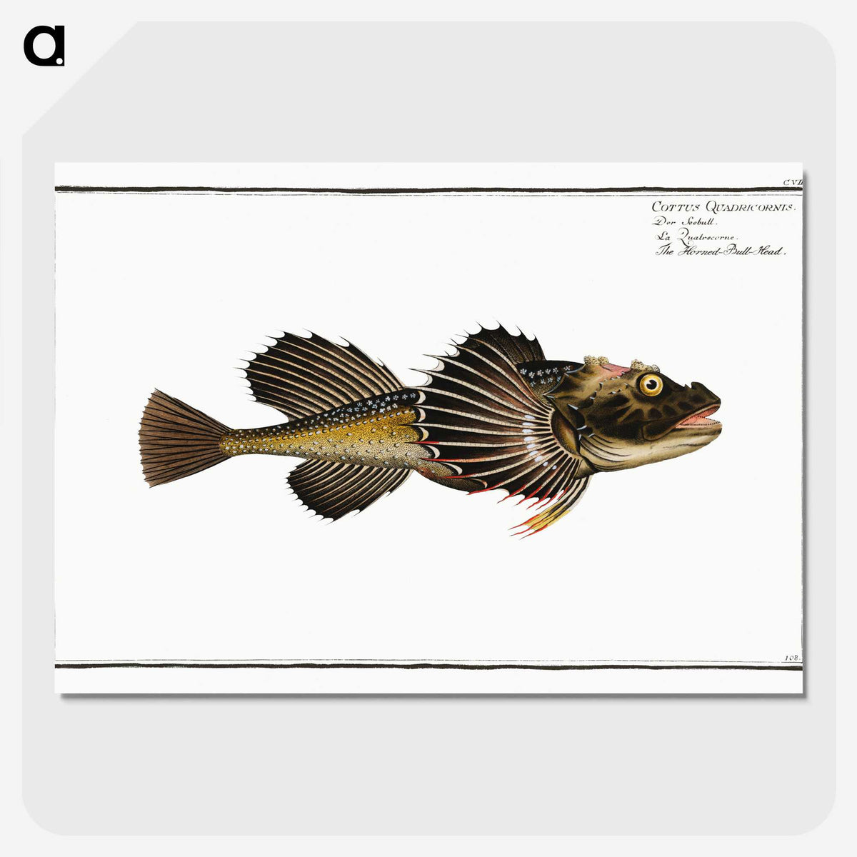2-14_Ichtyologie-ou-Histoire-naturelle_picture-crop