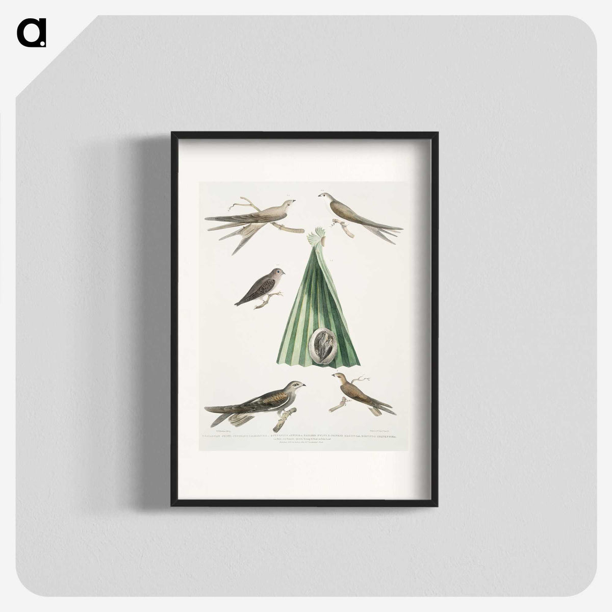 2-14_Indian-Zoology_blk