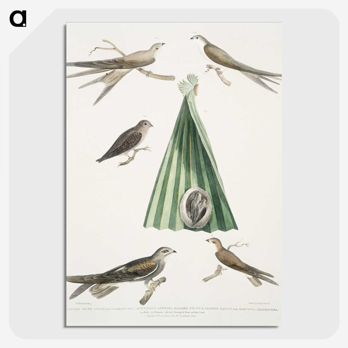 2-14_Indian-Zoology_picture-crop