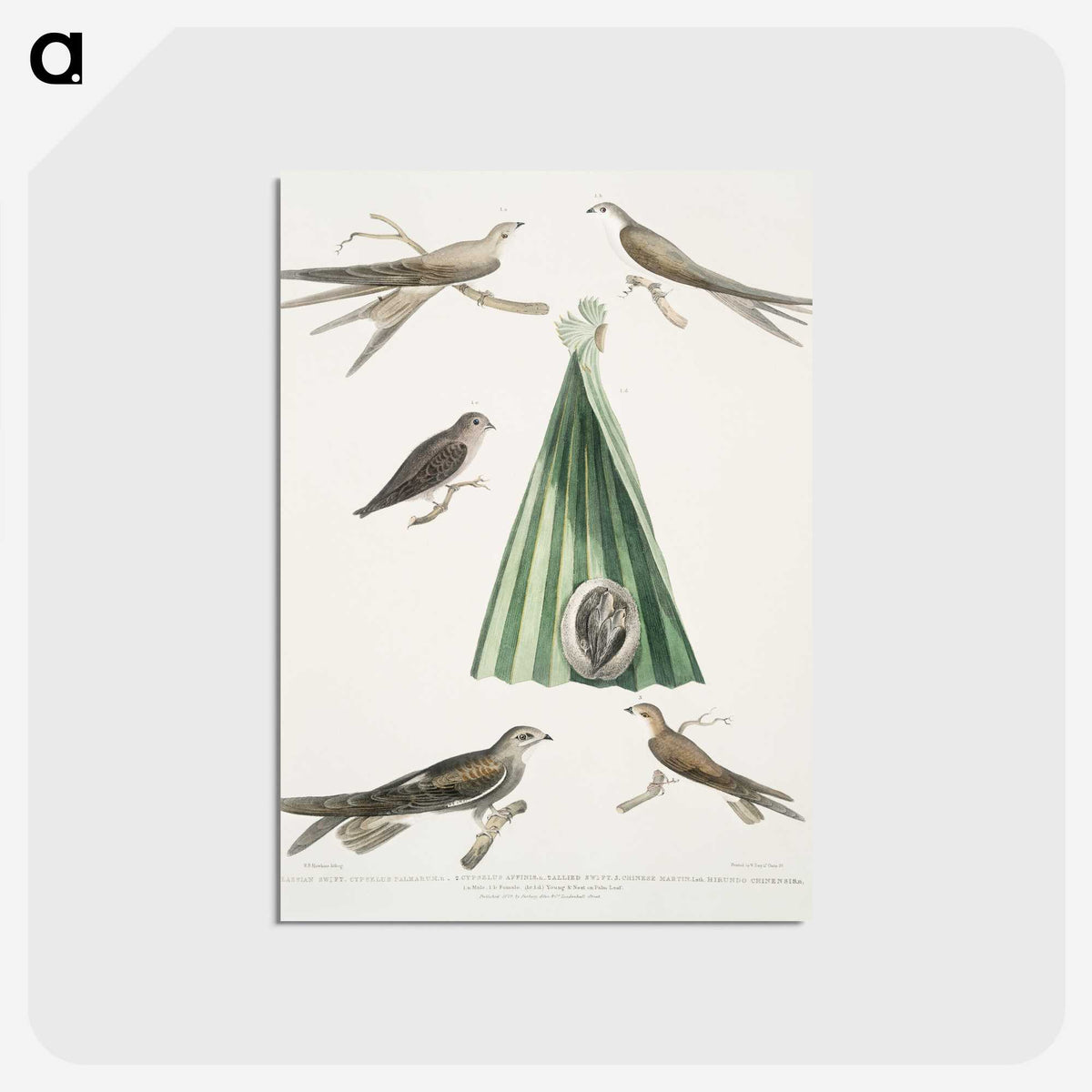 2-14_Indian-Zoology_postcard
