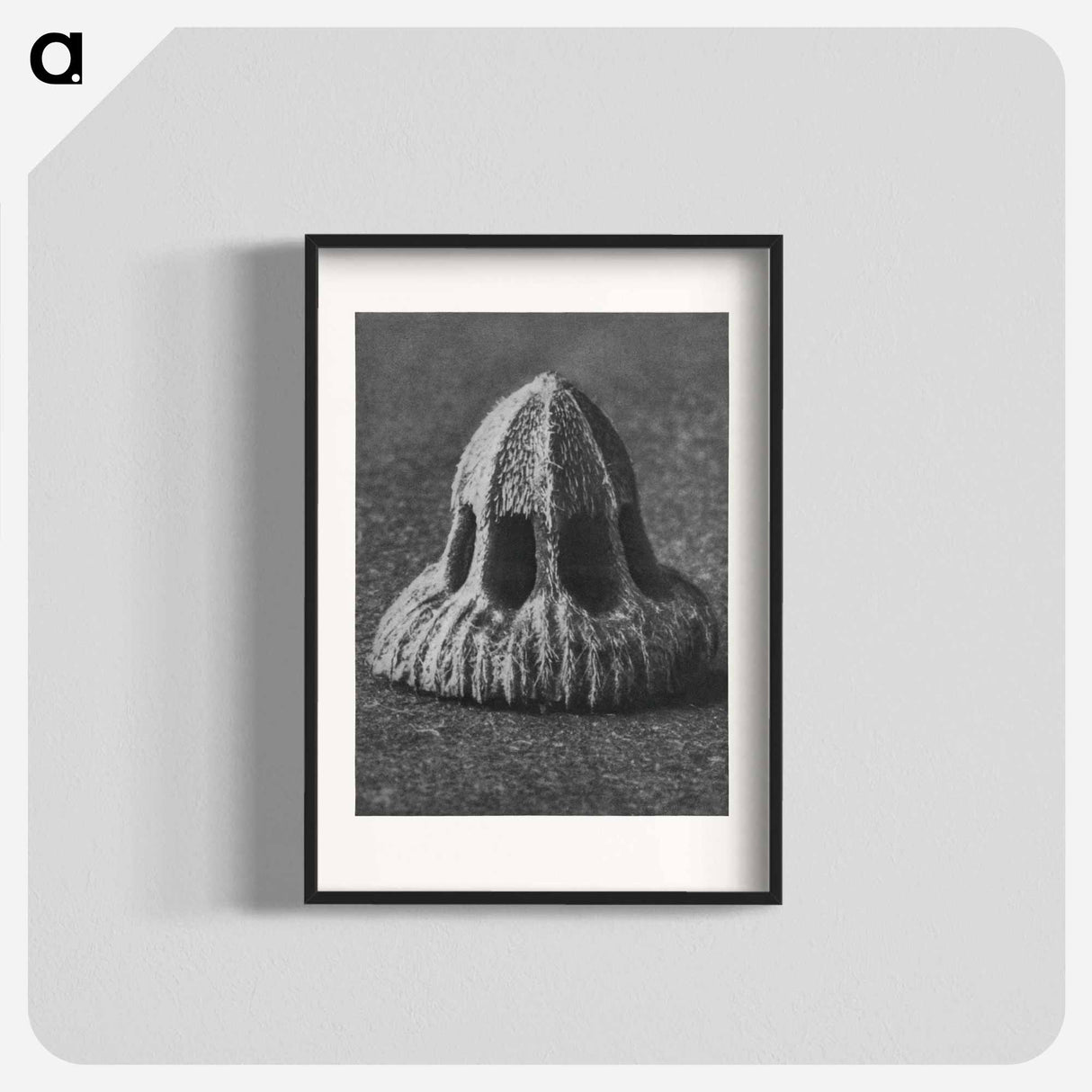 Callistemma Brachiatum - カール ブロスフェルト Poster.