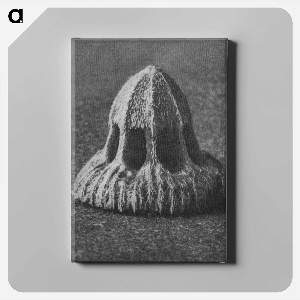 Callistemma Brachiatum - カール ブロスフェルト Canvas.