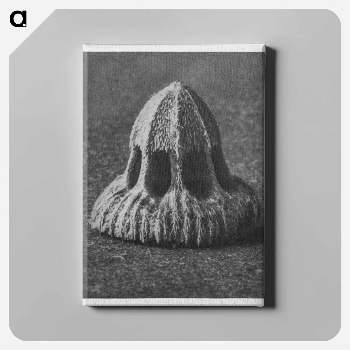Callistemma Brachiatum - Karl Blossfeldt Canvas.