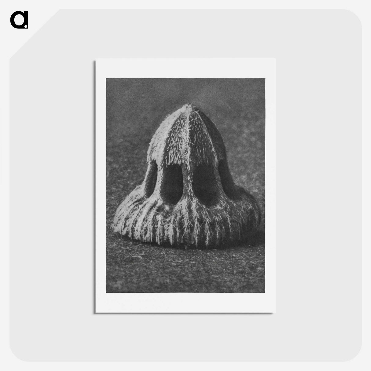 2-14_Karl-Blossfeldt_hagaki