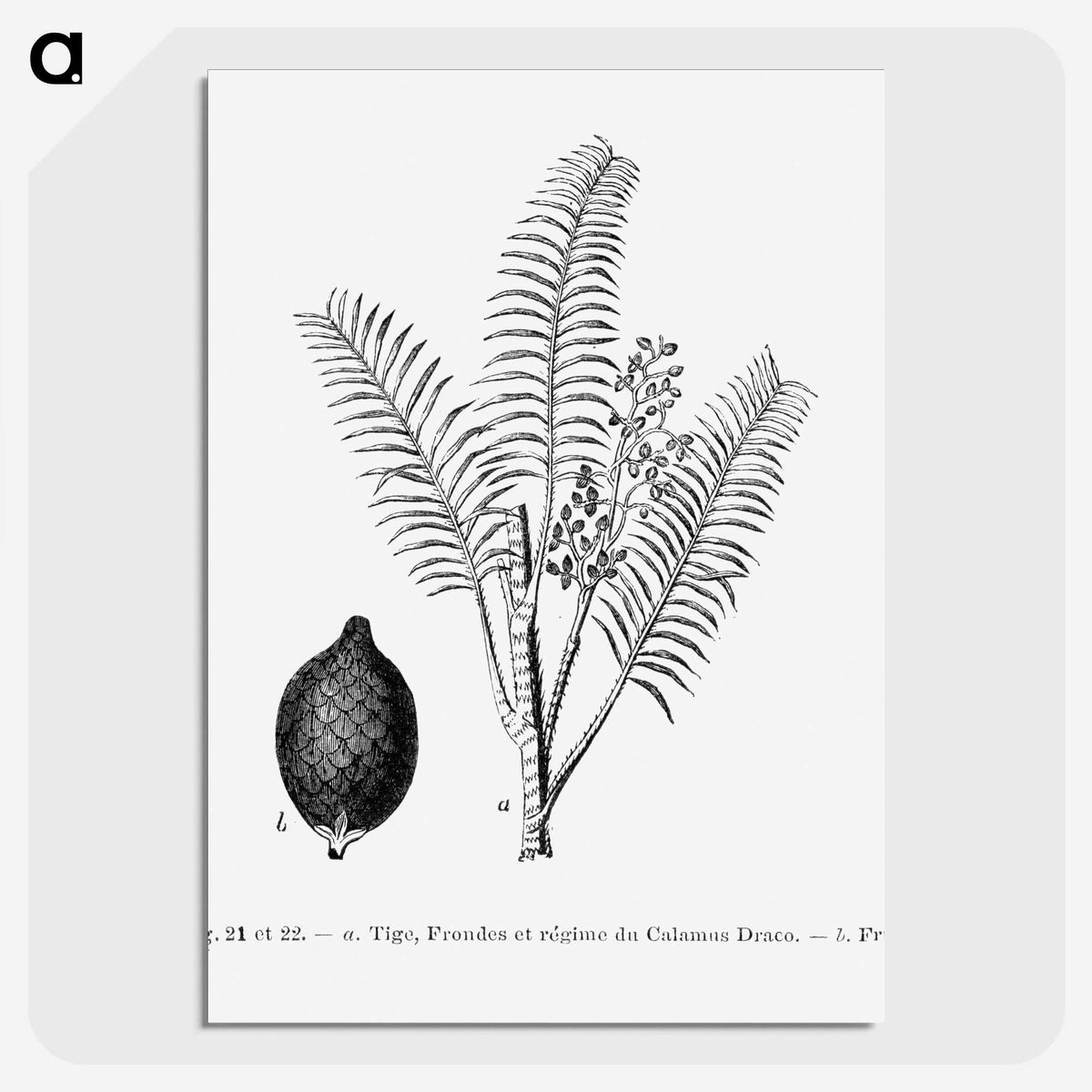 2-14_Les-Palmiers-Histoire-Iconographique_picture-crop