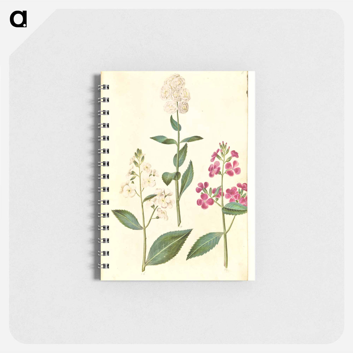 アートメモ帳-Hesperis Matronalis
- マリア ジビーラ メーリアン Memo.