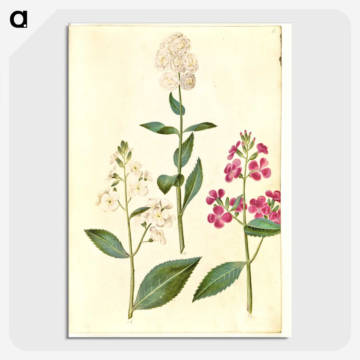 2-14_Maria-Sibylla-Merian_picture-crop