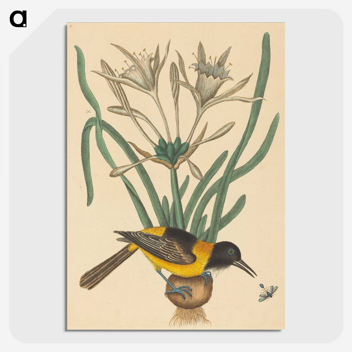 2-14_Mark-Catesby_picture-crop