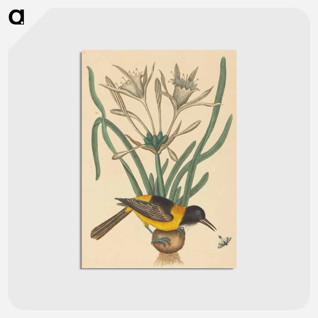 アートポストカード-The Yellow and Black Pye
- マーク ケイツビー Postcard.